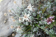 Leontopodium microphyllum