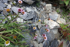 Erigeron morrisonensis morrisonensis