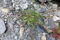 Erigeron morrisonensis morrisonensis