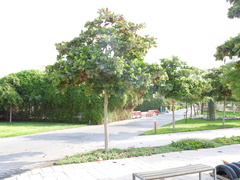 Terminalia catappa