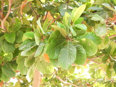 Terminalia catappa