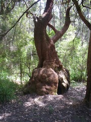 Eucalyptus jacksonii