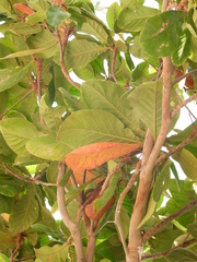 Terminalia catappa