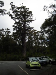 Eucalyptus jacksonii