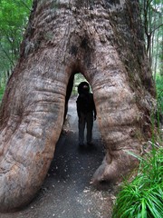 Eucalyptus jacksonii