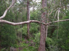 Eucalyptus jacksonii
