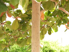 Terminalia catappa