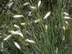 Johnsonia lupulina