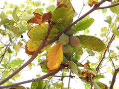 Terminalia catappa