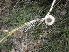 Dasypogonaceae