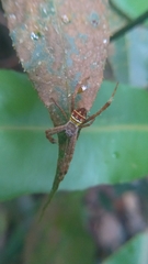 Argiope versicolor