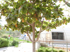 Terminalia catappa