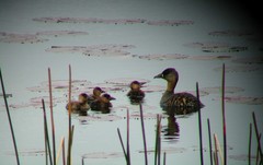 Thalassornis leuconotus