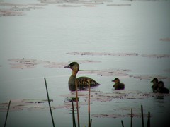 Thalassornis leuconotus