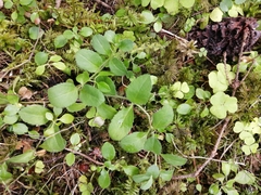 Veronica officinalis