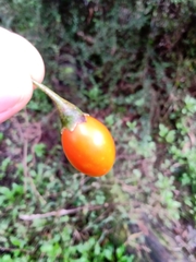 Solanum laciniatum