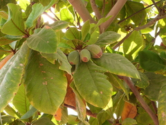 Terminalia catappa