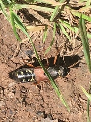 Staphylinus dimidiaticornis
