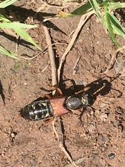 Staphylinus dimidiaticornis