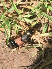 Staphylinus dimidiaticornis