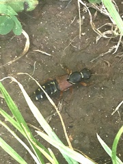 Staphylinus dimidiaticornis