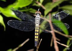 Brachydiplax farinosa