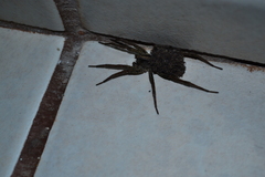 Lycosidae