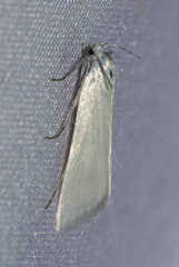 Scirpophaga nivella