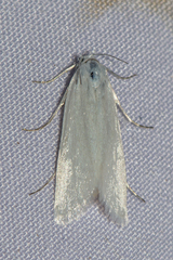 Scirpophaga nivella
