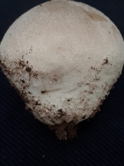 Lycoperdon molle