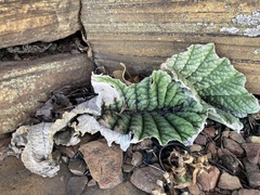 Streptocarpus dunnii