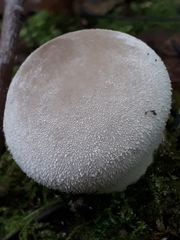 Lycoperdon molle