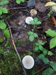 Lycoperdon molle