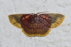 Chrysocraspeda dysmothauma