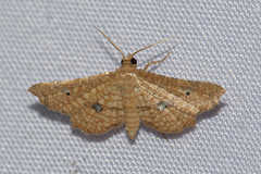 Microbelia intimalis