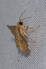 Microbelia intimalis