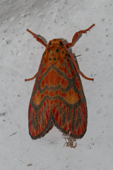 Ammatho cuneonotatus