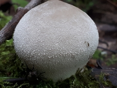 Lycoperdon molle