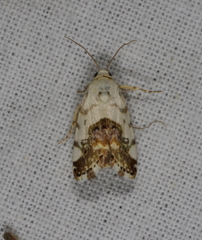 Acontia clerana