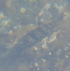 Oxylebius pictus