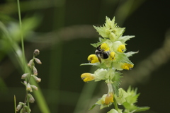 Bombus patagiatus