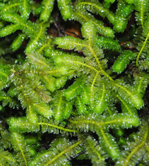 Schistochila nobilis