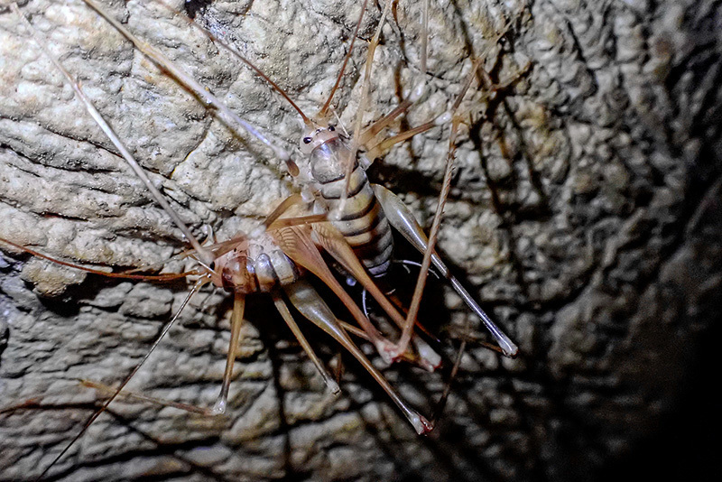 Palpate Cave Cricket
