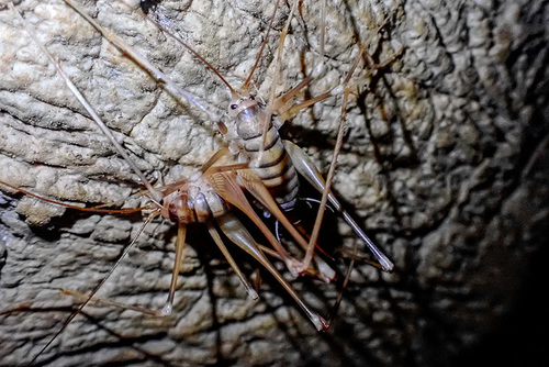 Palpate Cave Cricket