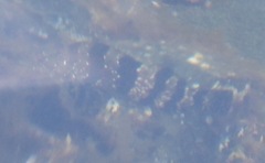 Oxylebius pictus