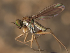Campsicnemus loripes