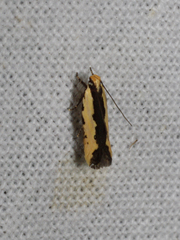 Ardozyga catarrhacta