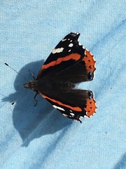 Vanessa atalanta