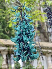 Strongylodon macrobotrys