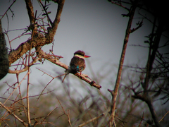 Halcyon chelicuti chelicuti